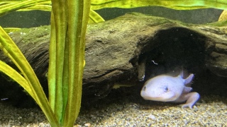 7.5